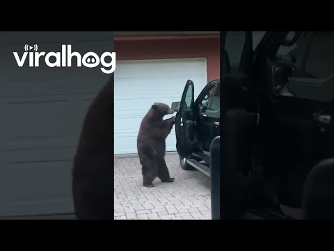 Bear Breaks Into Truck || ViralHog